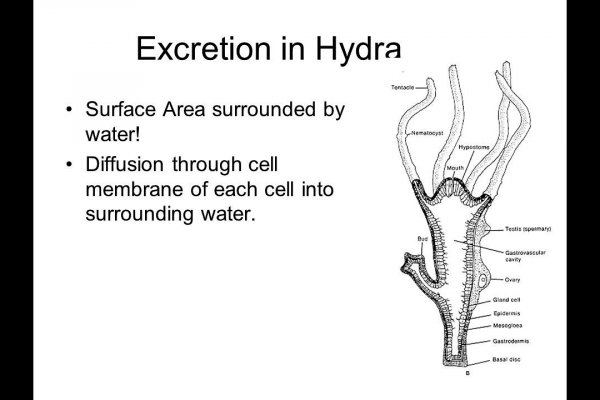 Kraken hydra